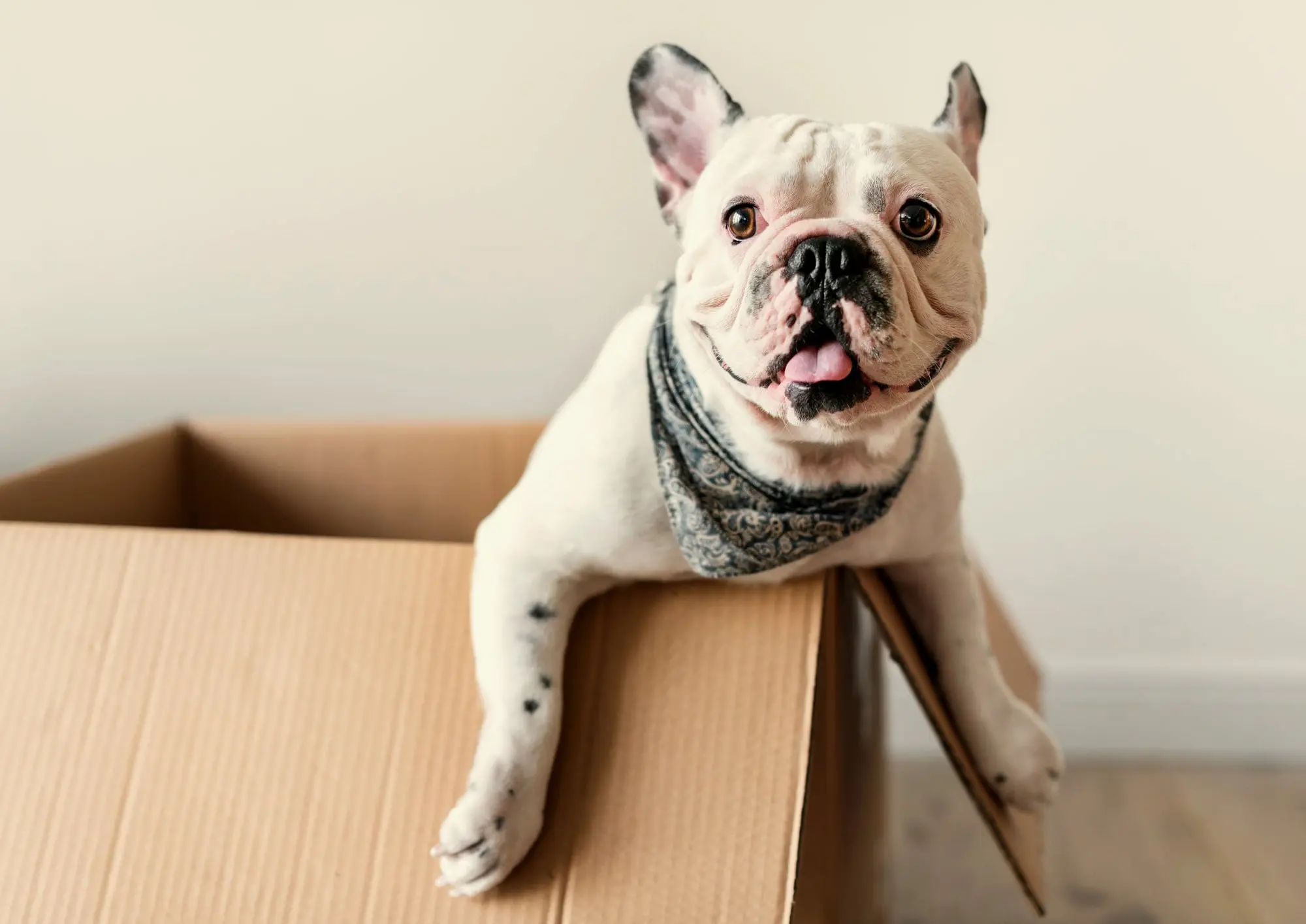 Französische Bulldogge mit Halstuch blickt aus einer Kartonschachtel