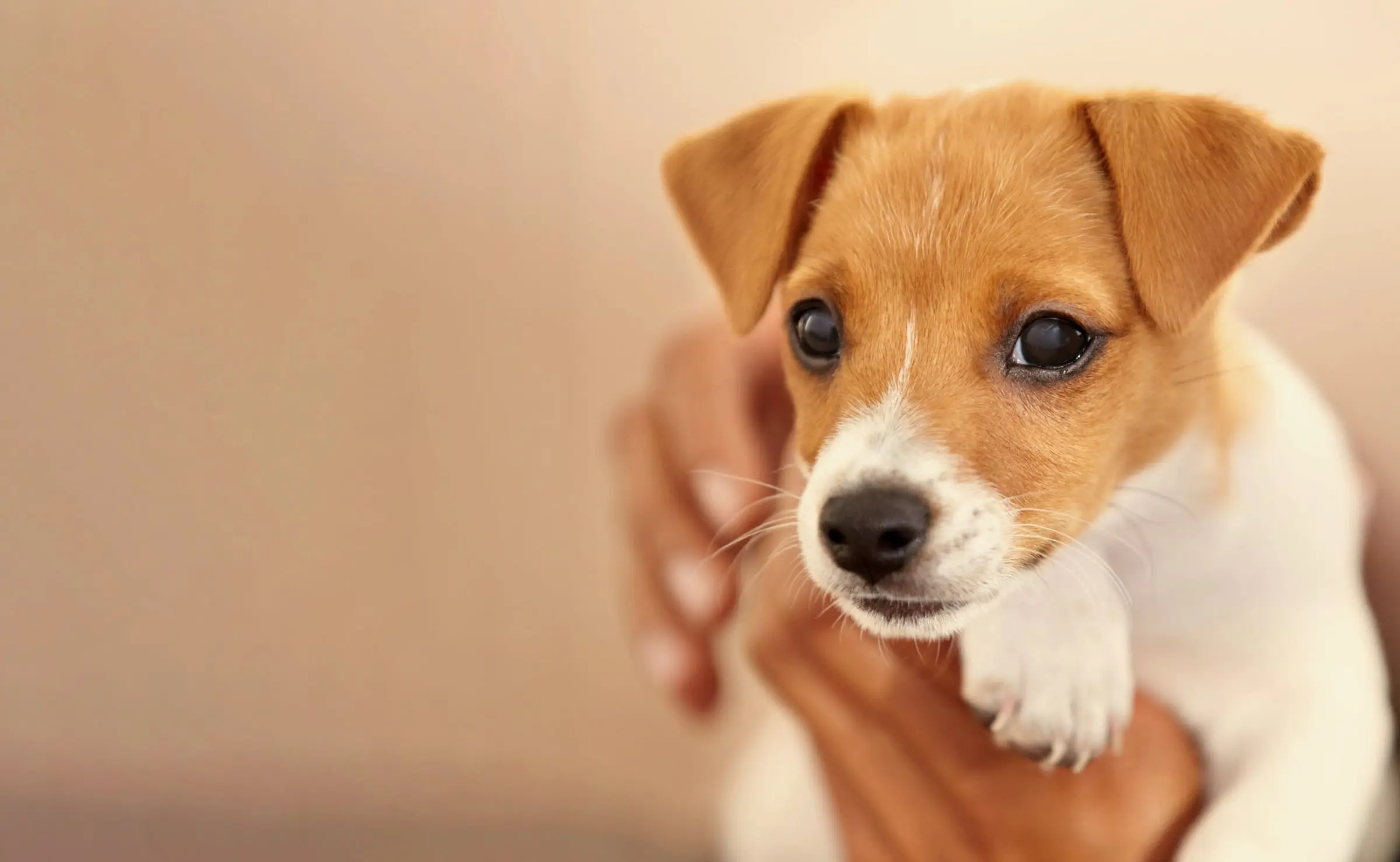 Jack-Russell-Welpe wird behutsam in den Händen gehalten